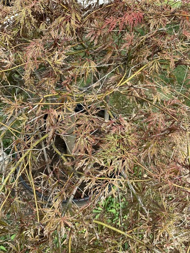 Acer palmatum var. dissectum (laceleaf Japanese maple) (alternate view 4)