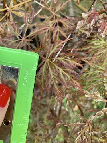Acer palmatum var. dissectum (laceleaf Japanese maple) (alternate view 5)
