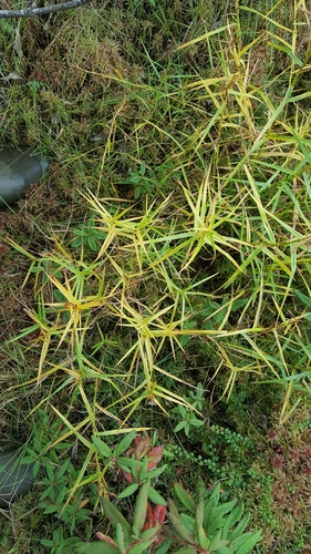 Dulichium arundinaceum (Three-way Sedge) (alternate view 7)