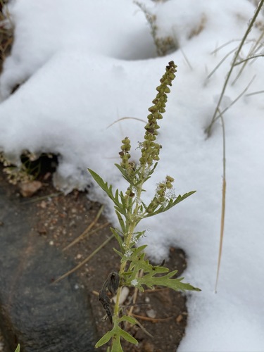 Ambrosia psilostachya (western ragweed)