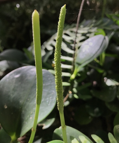 Peperomia obtusifolia (Baby Rubber Plant)