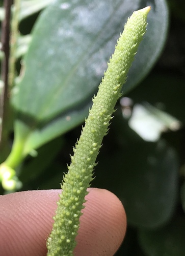 Peperomia obtusifolia (Baby Rubber Plant)