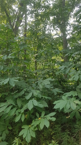Asimina triloba (Pawpaw)