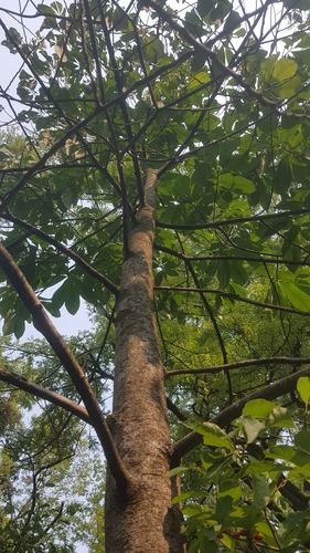 Asimina triloba (Pawpaw) (alternate view 2)