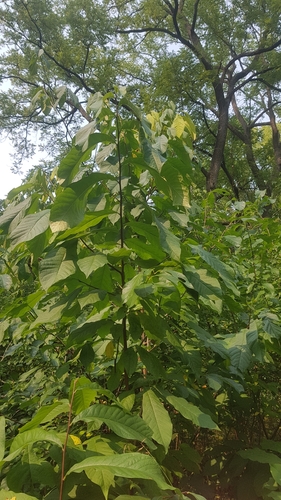 Asimina triloba (Pawpaw) (alternate view 3)