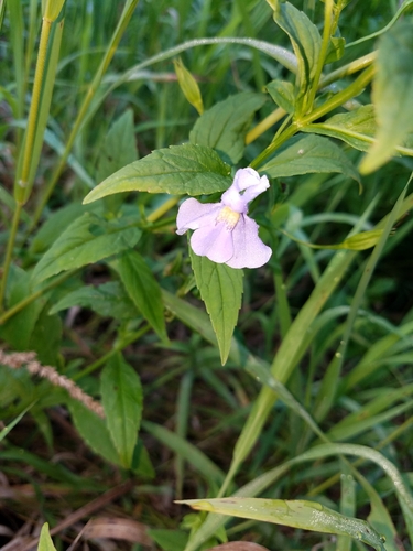 Mimulus ringens (Allegheny monkeyflower) (alternate view 10)