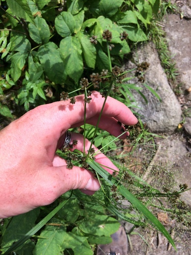 Scirpus atrovirens (dark green bulrush)
