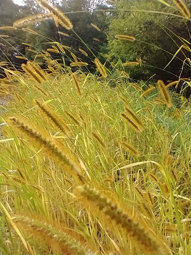 Setaria pumila (yellow foxtail)