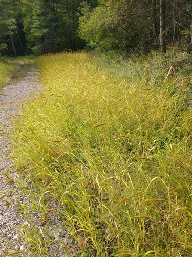 Setaria pumila (yellow foxtail)