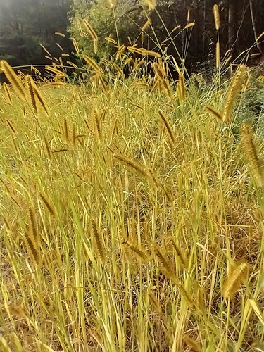 Setaria pumila (yellow foxtail)