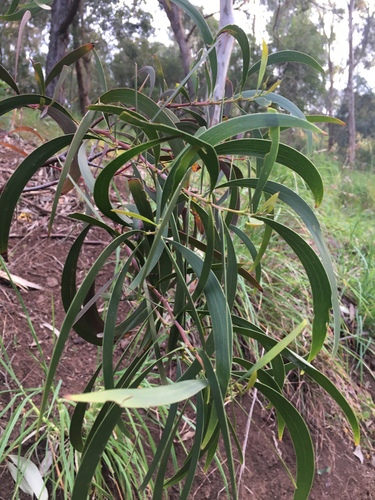 Acacia implexa (Lightwood)