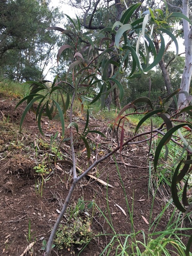 Acacia implexa (Lightwood) (alternate view 2)