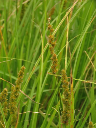 Carex vulpinoidea (Fox Sedge)
