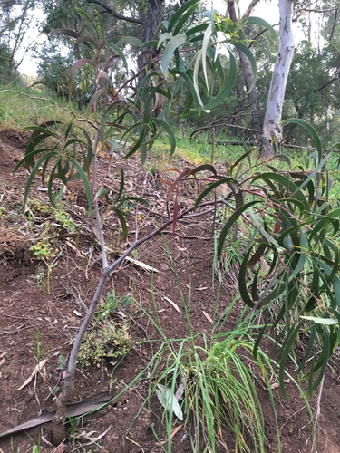 Acacia implexa (Lightwood) (alternate view 3)