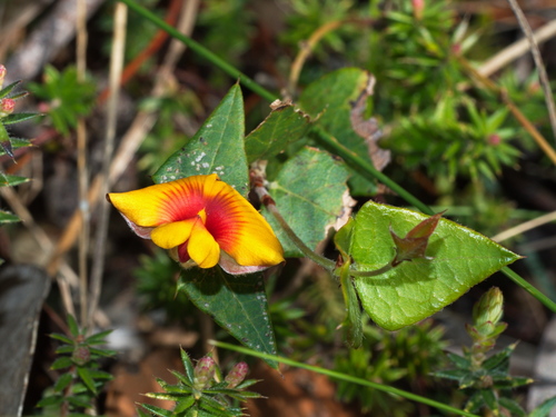 Platylobium obtusangulum (Common Flat-pea) (alternate view 7)