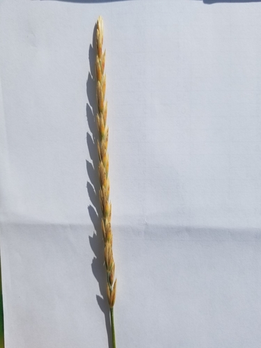 Elymus repens (quackgrass) (alternate view 6)