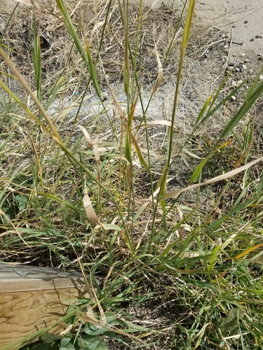 Elymus repens (quackgrass) (alternate view 7)