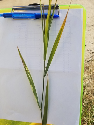 Elymus repens (quackgrass) (alternate view 8)