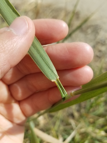 Elymus repens (quackgrass) (alternate view 9)