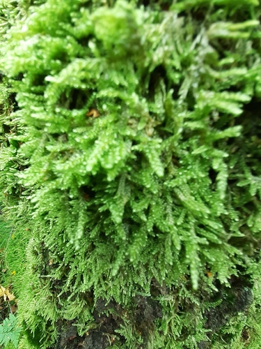Hypnum jutlandicum (Heath Plait-moss)