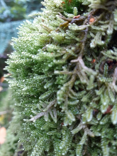 Hypnum jutlandicum (Heath Plait-moss)