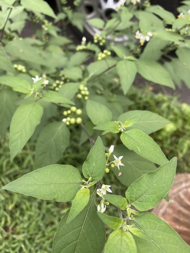 Solanum americanum (American black nightshade)