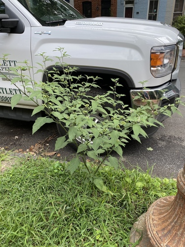Solanum americanum (American black nightshade)