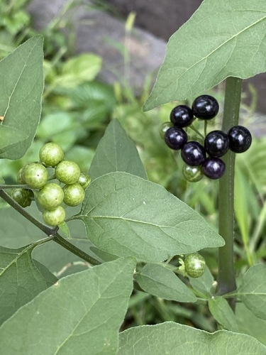 Solanum americanum (American black nightshade)