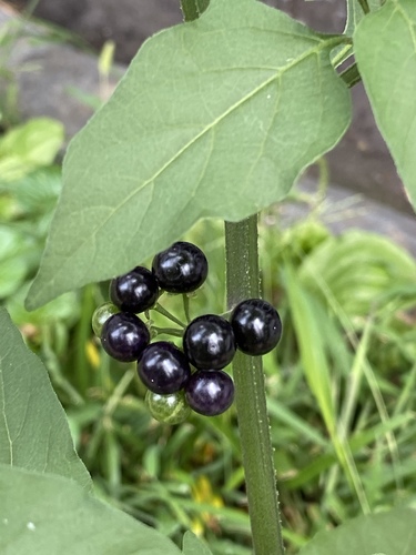 Solanum americanum (American black nightshade)