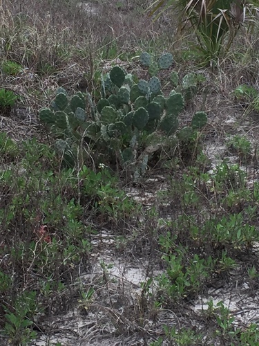 Opuntia austrina (Florida Pricklypear)
