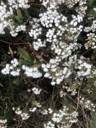 Ageratina riparia (mist flower)