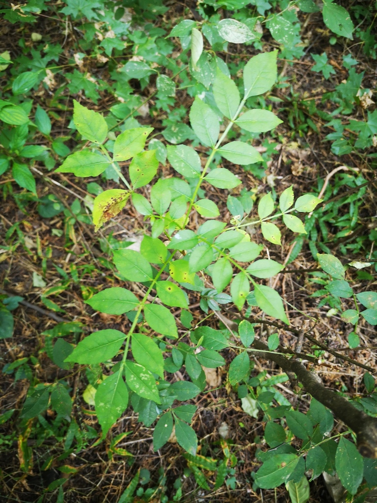Zanthoxylum bungeanum, Sichuan pepper — upright deciduous (Rutaceae) (image 10 of 10)