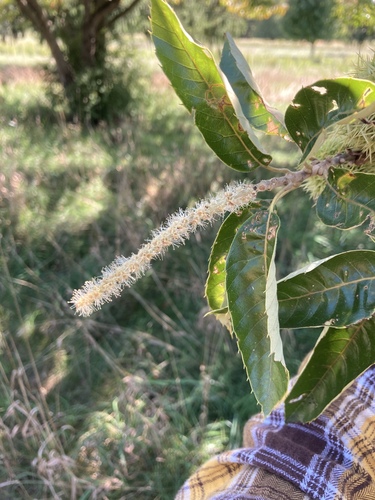 Castanea mollissima (Chinese Chestnut) (alternate view 2)