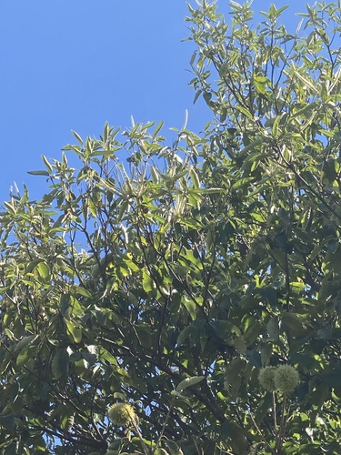 Castanea mollissima (Chinese Chestnut) (alternate view 3)