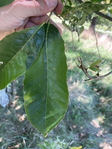 Castanea mollissima (Chinese Chestnut) (alternate view 4)