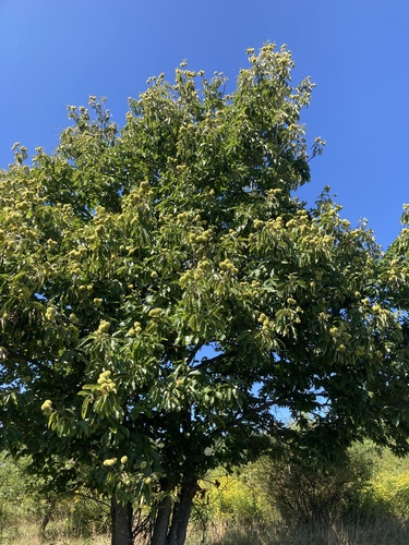Castanea mollissima (Chinese Chestnut) (alternate view 5)