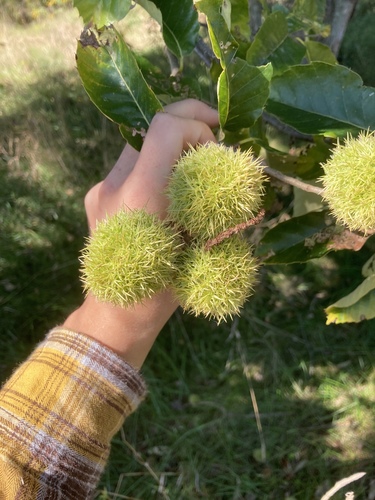 Castanea mollissima (Chinese Chestnut)