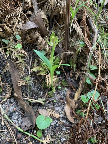 Chiloglottis valida (large bird-orchid) (alternate view 8)