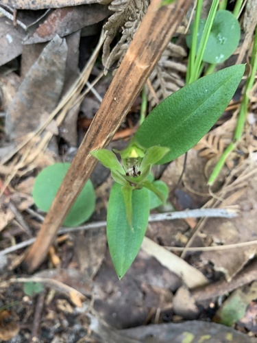 Chiloglottis valida (large bird-orchid) (alternate view 9)