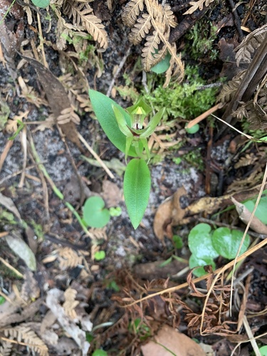 Chiloglottis valida (large bird-orchid) (alternate view 7)