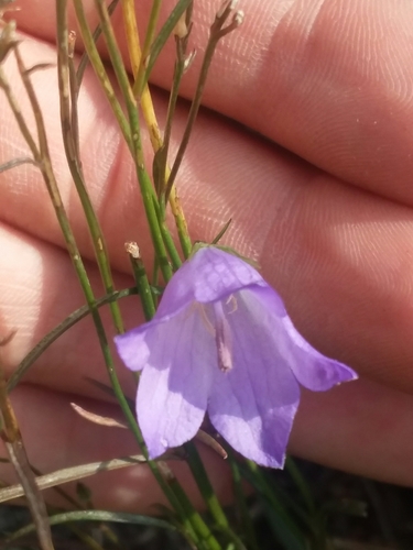 Campanula petiolata (western harebell) (alternate view 3)