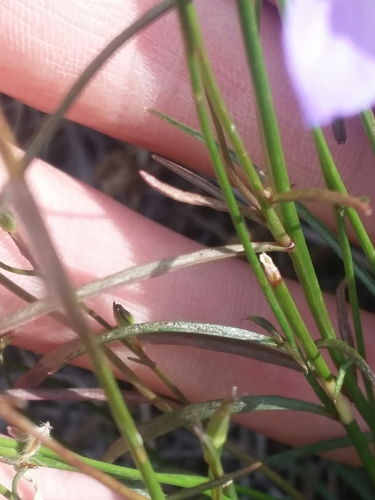 Campanula petiolata (western harebell) (alternate view 4)