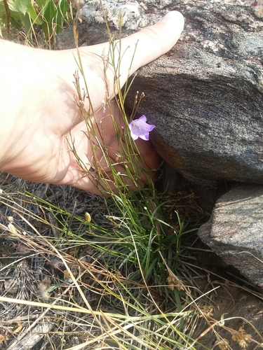 Campanula petiolata (western harebell) (alternate view 5)