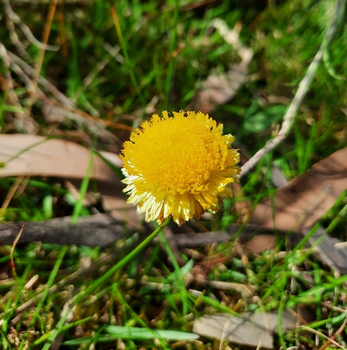 Coronidium scorpioides (button everlasting) (alternate view 8)