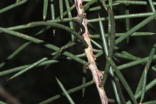 Hakea decurrens (Bushy Needlewood)