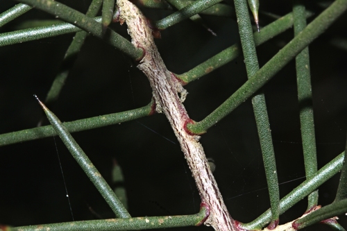 Hakea decurrens (Bushy Needlewood) (alternate view 2)