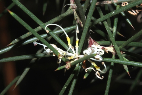 Hakea decurrens (Bushy Needlewood) (alternate view 4)