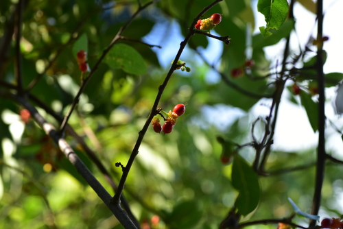 Malaisia scandens (Burnie Vine) (alternate view 4)