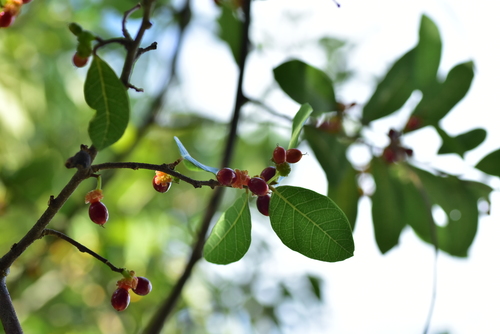 Malaisia scandens (Burnie Vine) (alternate view 5)
