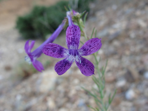 Ipomopsis (Skyrockets) (alternate view 2)
